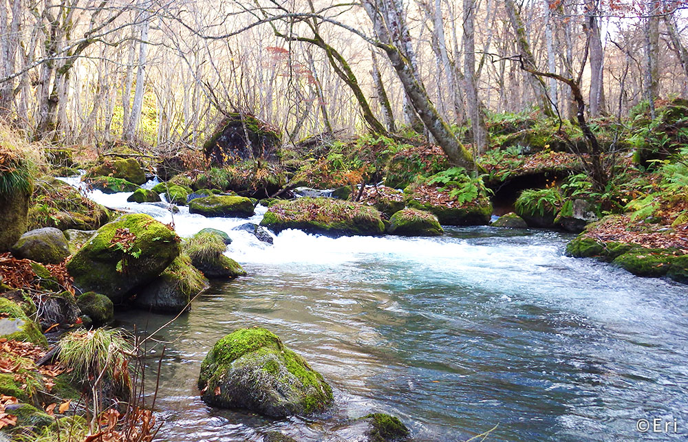 奥入瀬渓流