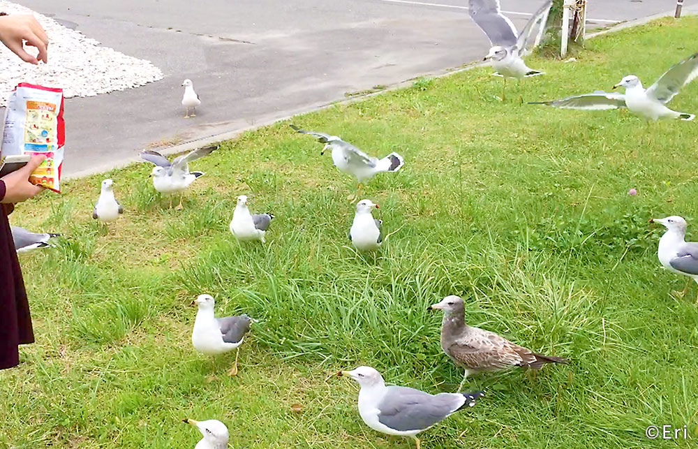 かっぱえびせんで餌付け