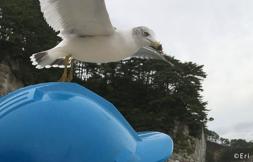 頭上を飛ぶカモメ